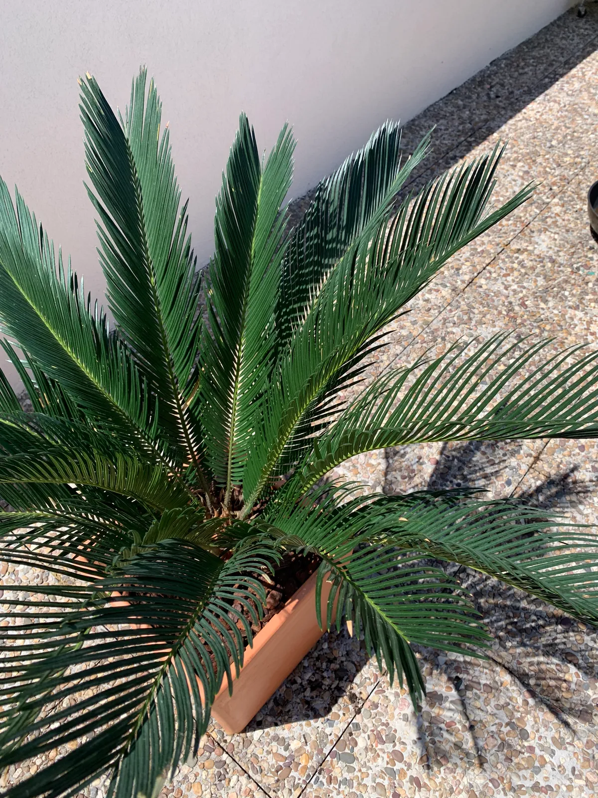 No drama plants
